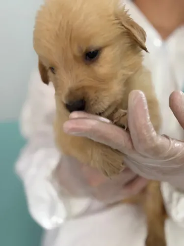 Golden retriever - fofos pelagem longa