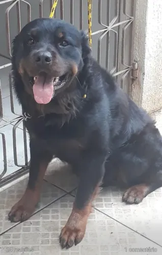 Filhote de rottweiler macho