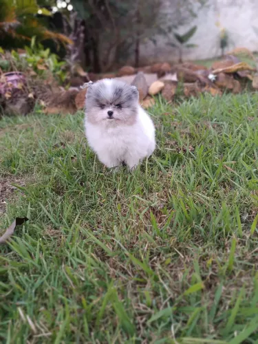 Spitz Alemão filhotes lindos com ótima qualidade