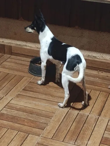 Pincher femia canelinha seca 