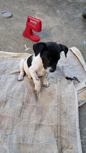 Filhote de cachorro