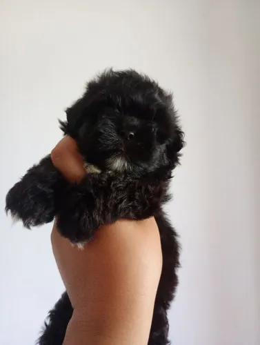 Filhote de shih Tzu macho preto disponível