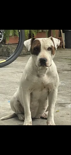 Tenho filhotes de pit bul com akita branco 