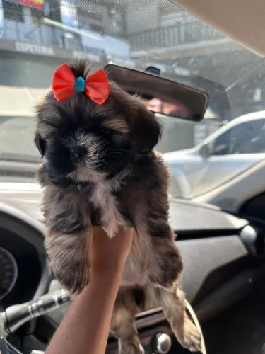 Shih tzu fêmea mini legítimas c/ pedigree 