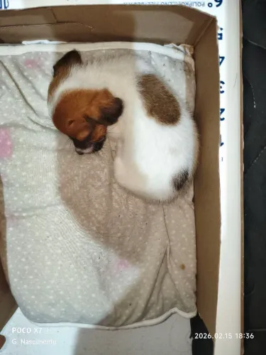 Filhotinho para adoção