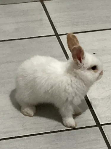 Doa-se mini coelhos 