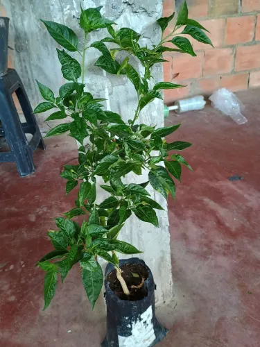 Pimenta malagueta 
