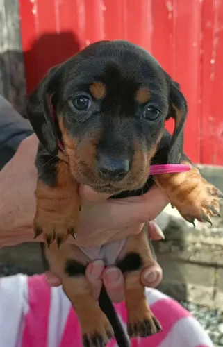 Cãozinho dachshund/teckel/basset/salsicha/cofap saúde garantida