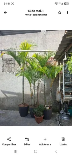 Plantas