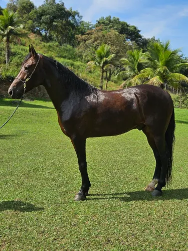 Cavalo mangalarga registrado 