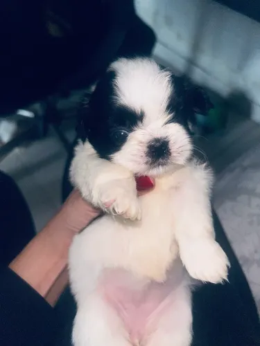 Shih tzu 