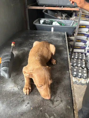 Doação de cachorro