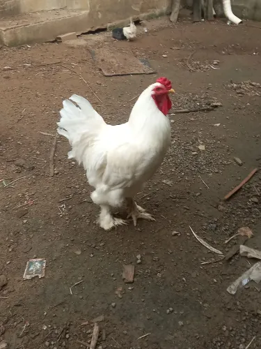 A galinha da raça Brahma