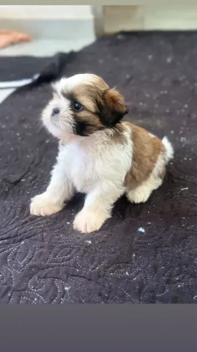 Shihtzu