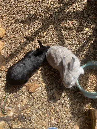 Duas coelhas mansas para venda ou troca em outro tipo de animal