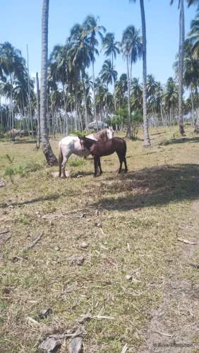 Potrinha 6 meses