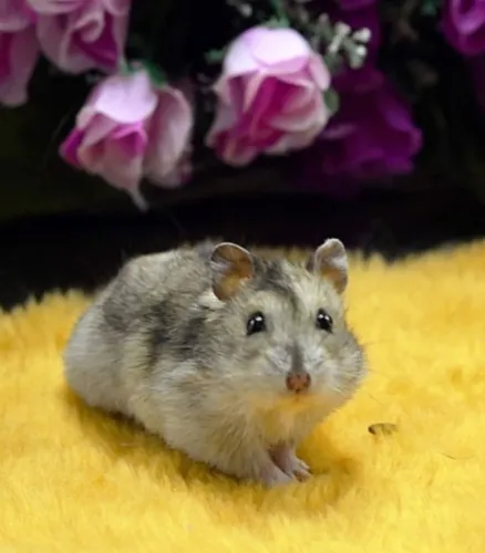 Hamster anão russo/ sírio/ calopsita/ porquinho da índia/ coelho 