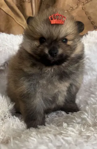 Spitz laranja fêmea 3 mil macho 2.500 creme 