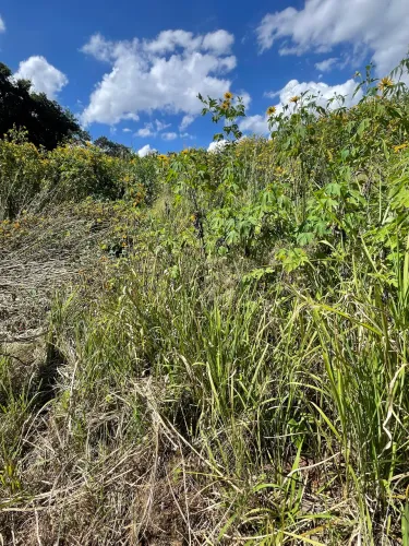 Terreno em primavera 