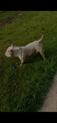 American Bully
