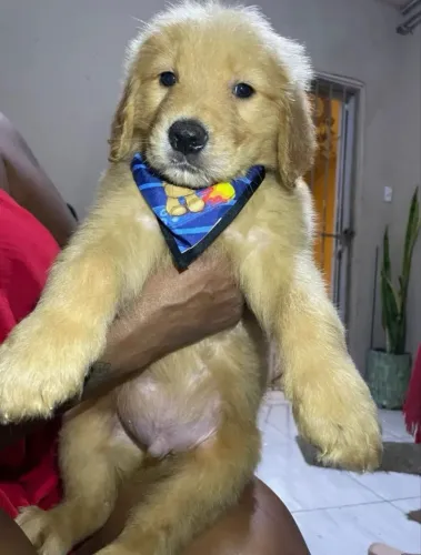 Golden Retrivier 