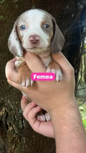lindos filhotes de basset daschund cores exoticas