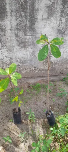 Vende-se mudas frutíferas