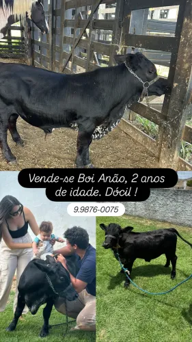 Vende-se Boi Anão, 2 anos de idade, Dócil