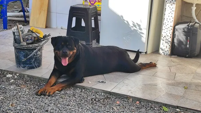 Rottweiler para cobertura