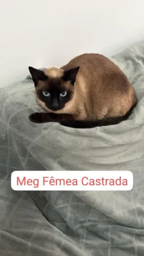 Adoção gata adulta