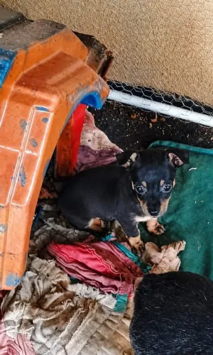 Vendo filhote de ptcher 0,já desmamou.