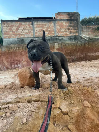 American bully macho disponível para cobertura