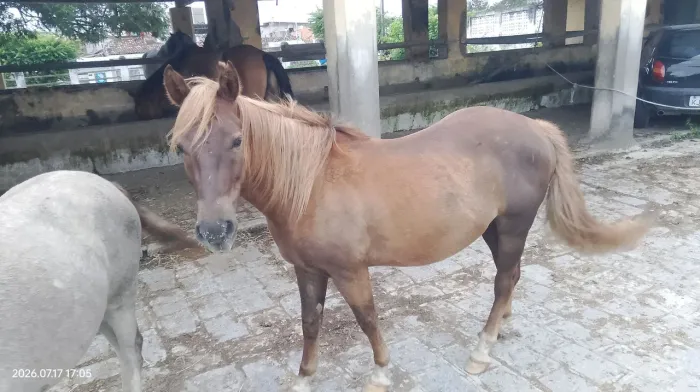 Piquira garanhao
