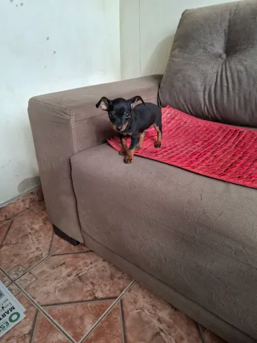 LINDO FILHOTE PINCHER VACINADO VERMIFUGADO!!!