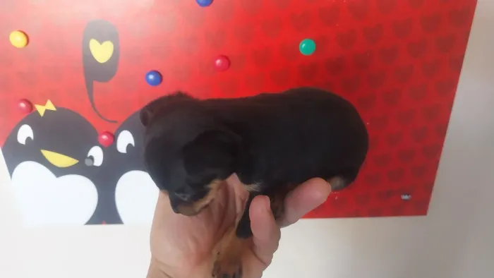 Filhote de pincher macho um mês já come ração