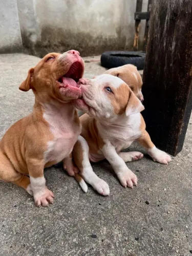 Filhotes de pitmonster