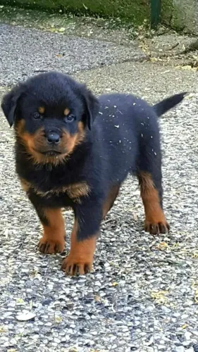 Filhote de Rottweiler Com Lealdade e Muito Companheirismo