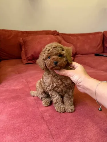 Poodle com charme e personalidade marcante