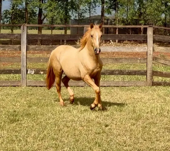 Potro palomino QM puro