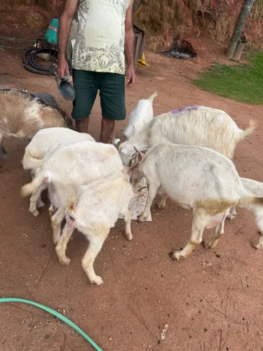 Vendo cabras