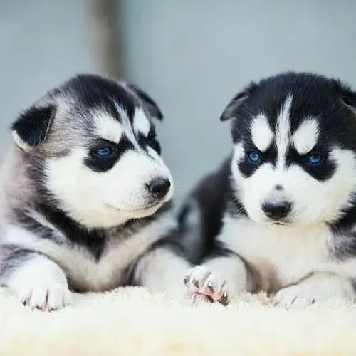Husky siberiano charmoso