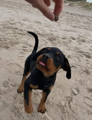 Rottweiler: coragem, inteligência e amor em quatro patas. Garanta o seu companheiro!