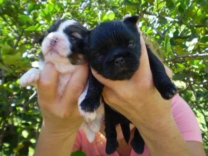 Filhotes Raça Shih Tzu