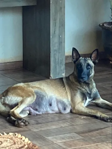 FILHOTES PASTOR BELGA MALINOIS