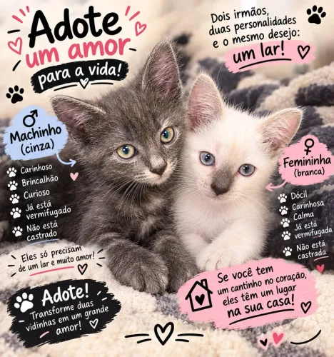 Gatos 