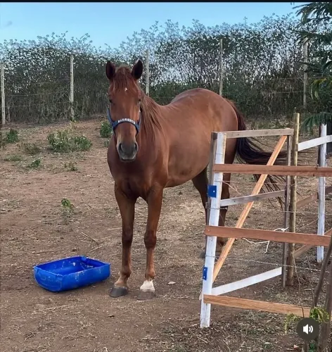 Cavalo quarto de milha mestiço Ipuaçu Feira de Santana
