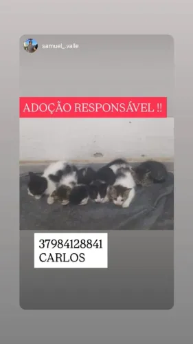 Doa filhotes 2 meses