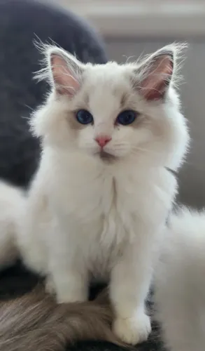 Ragdoll macho