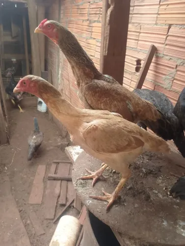 Galinhas