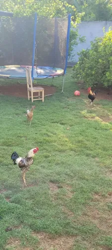 Vendo galos e galinhas